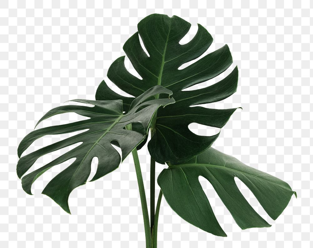 Split leaf philodendron, monstera plant | Free PNG Sticker - rawpixel