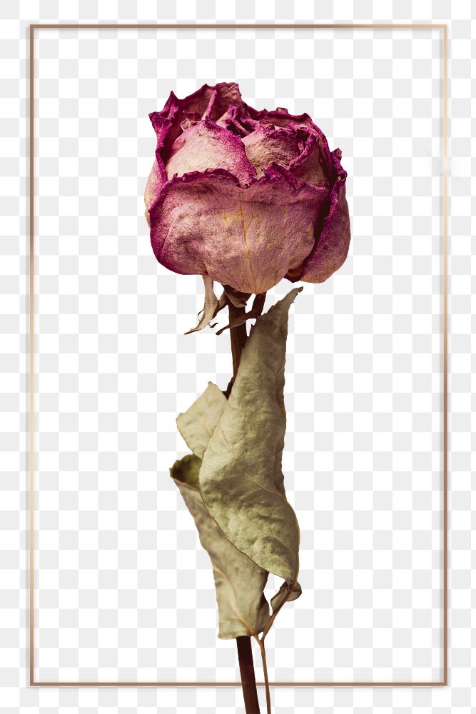 Dry Flower PNG Images | Free Vectors, PNGs, Mockups & Backgrounds - rawpixel
