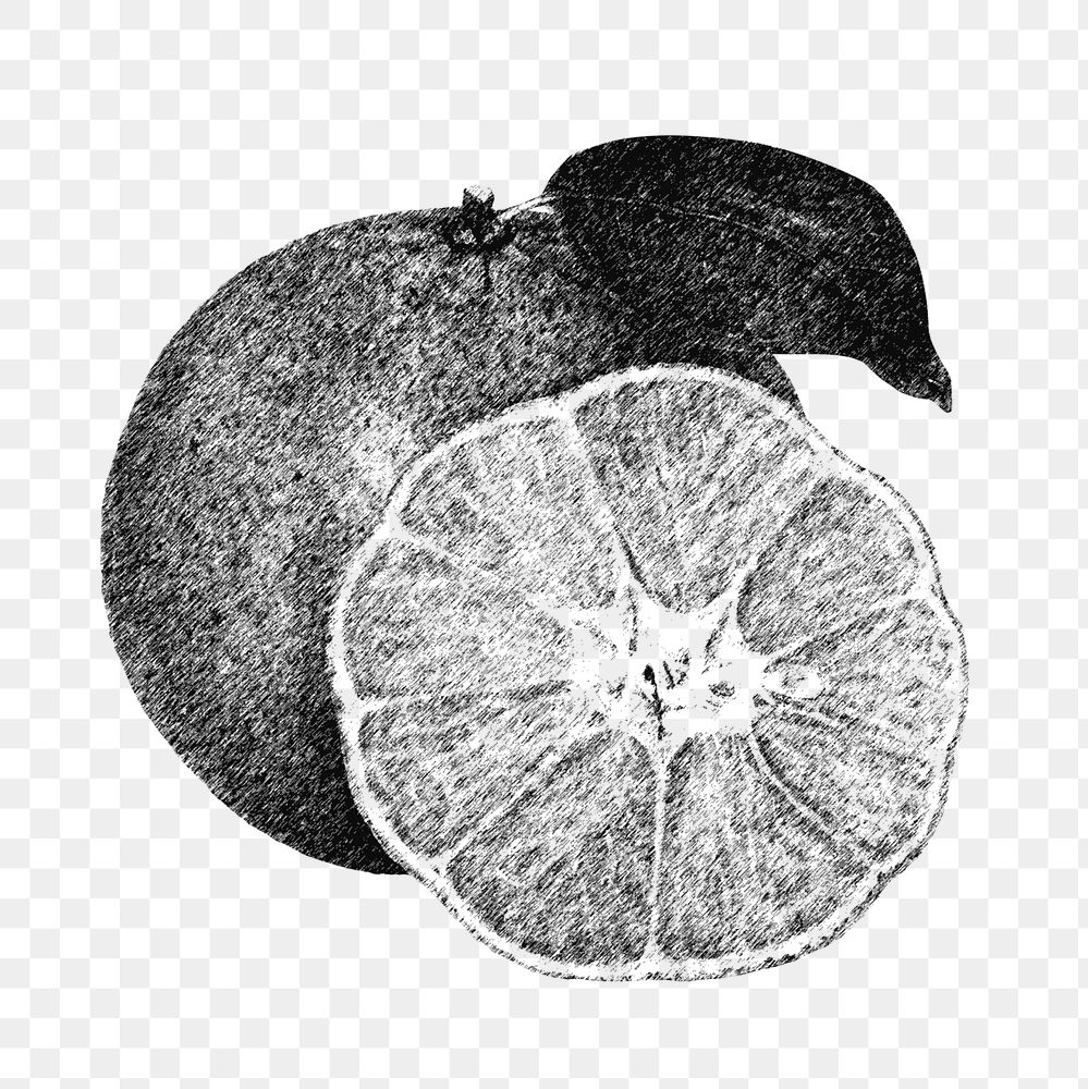Hand drawn monotone tangerine orange Free PNG Sticker rawpixel