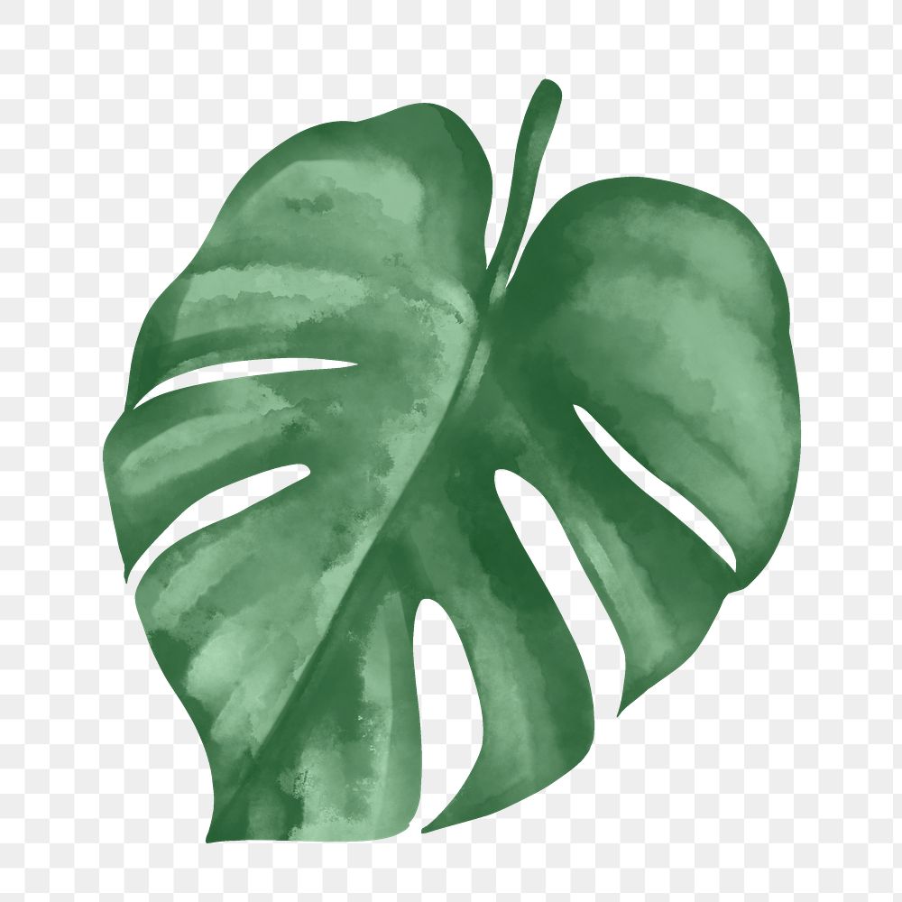 Monstera PNG Images | Free PNG Vector Graphics, Effects & Backgrounds ...