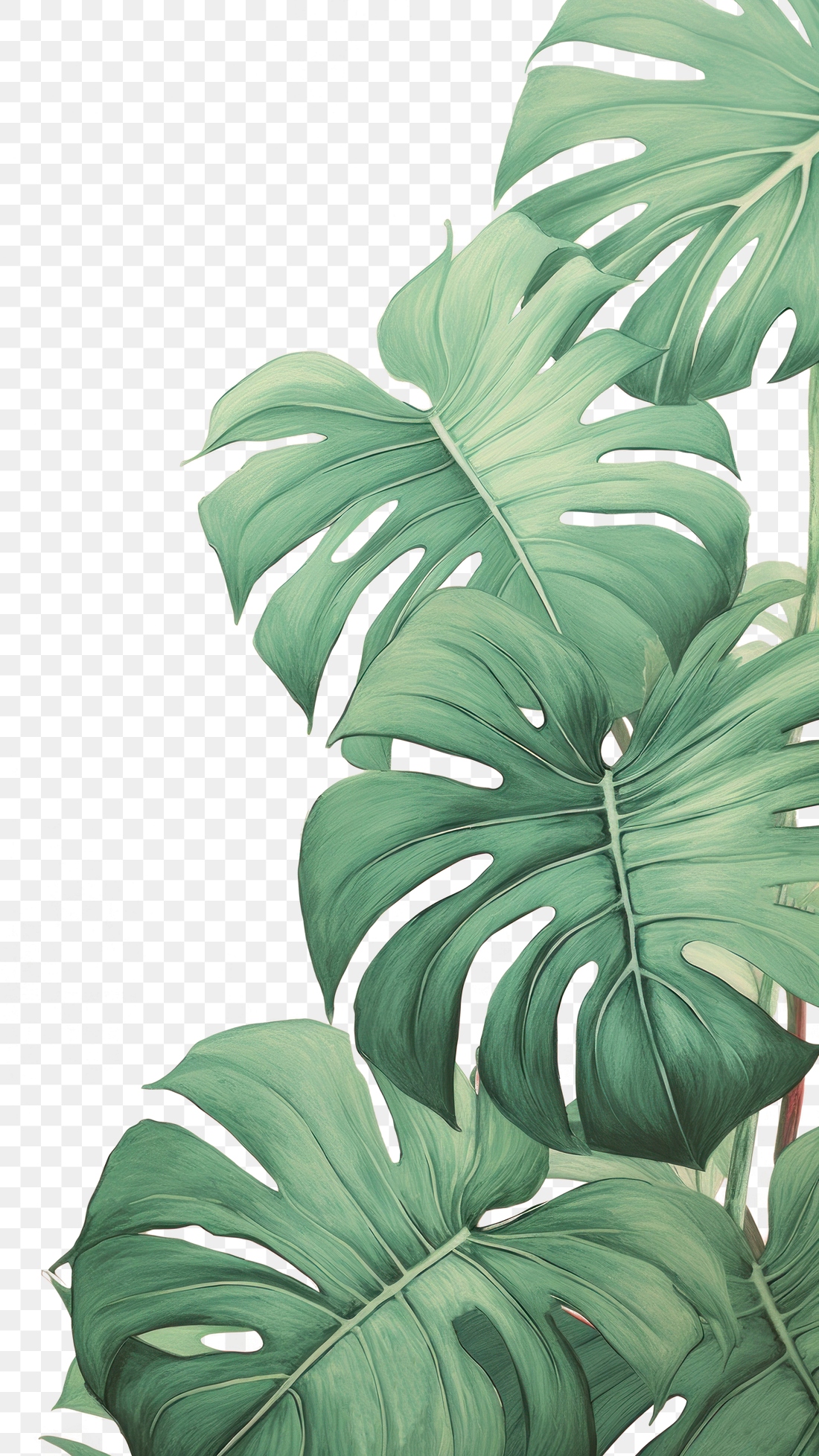 PNG Wallpaper monstera backgrounds plant | Premium PNG - rawpixel