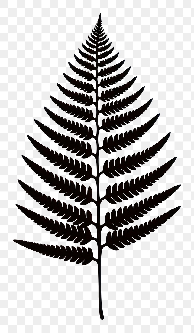 PNG Fern silhouette clip art | Free PNG - rawpixel