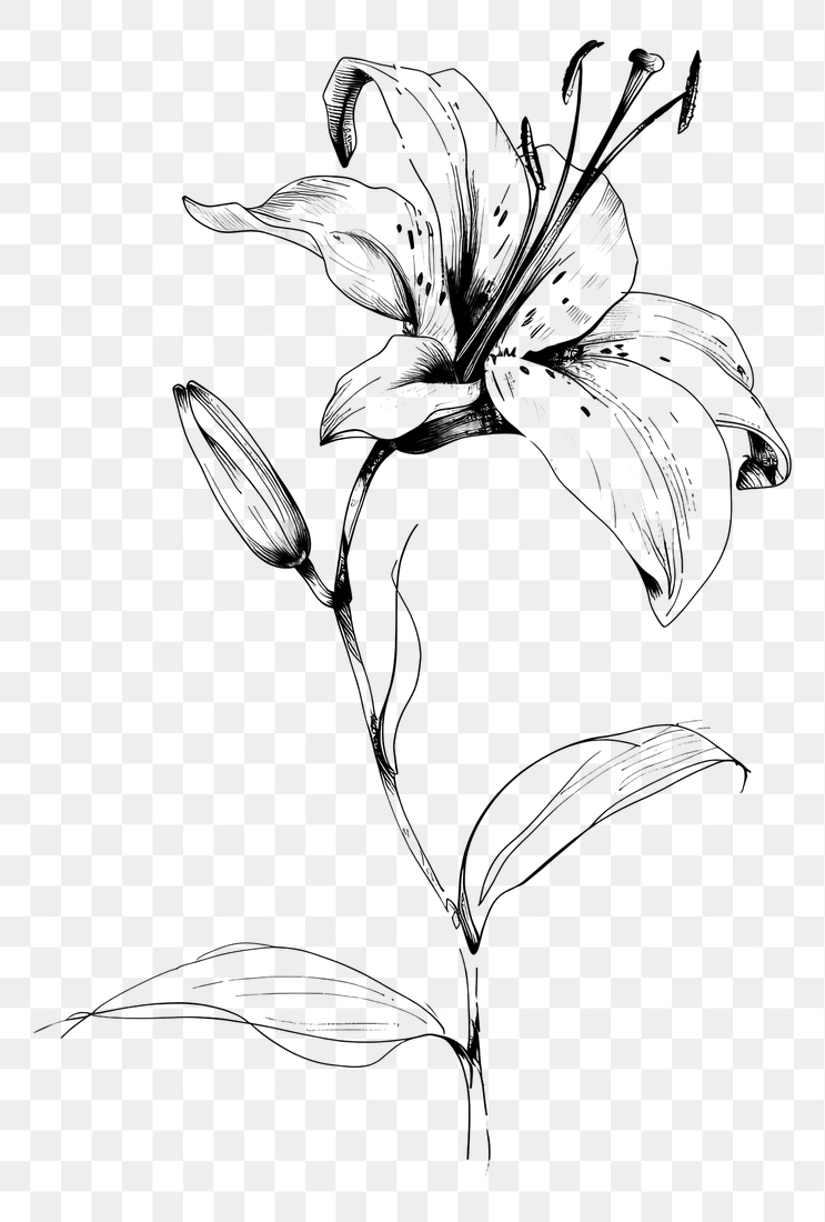 PNG Hand drawn lily drawing | Free PNG - rawpixel