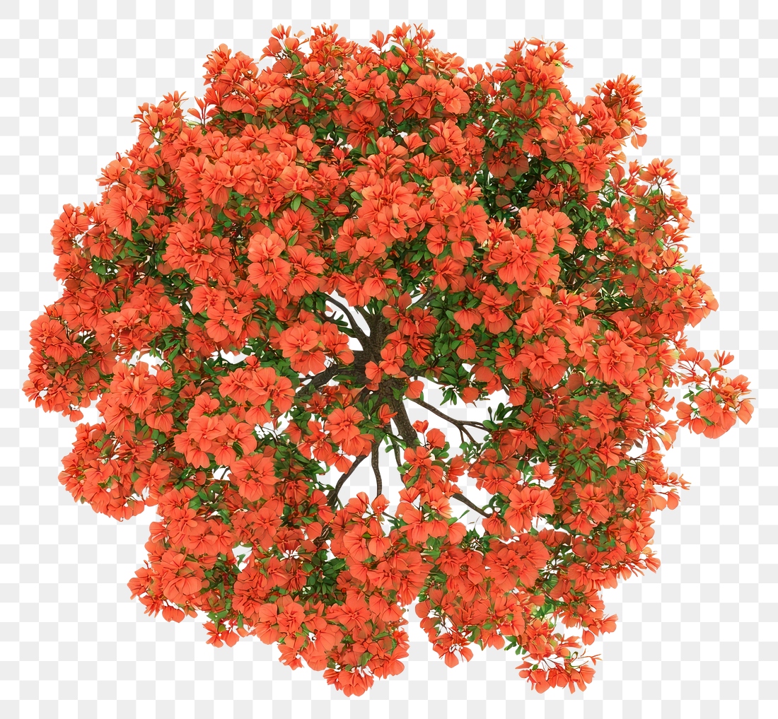 PNG Poinciana red flower tree | Free PNG - rawpixel