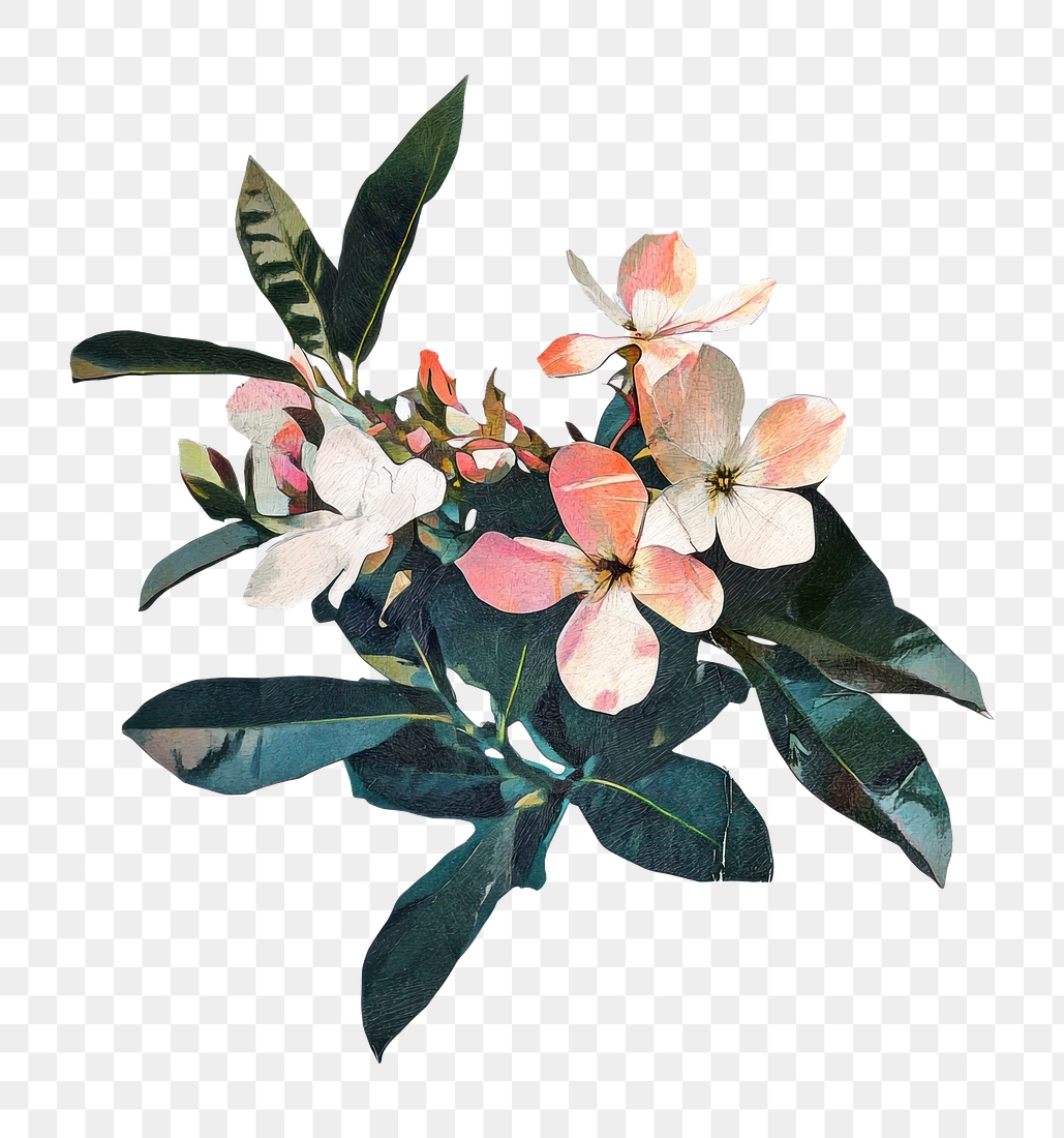 PNG Jasmine flowers leaves leaf. | Free PNG Illustration - rawpixel