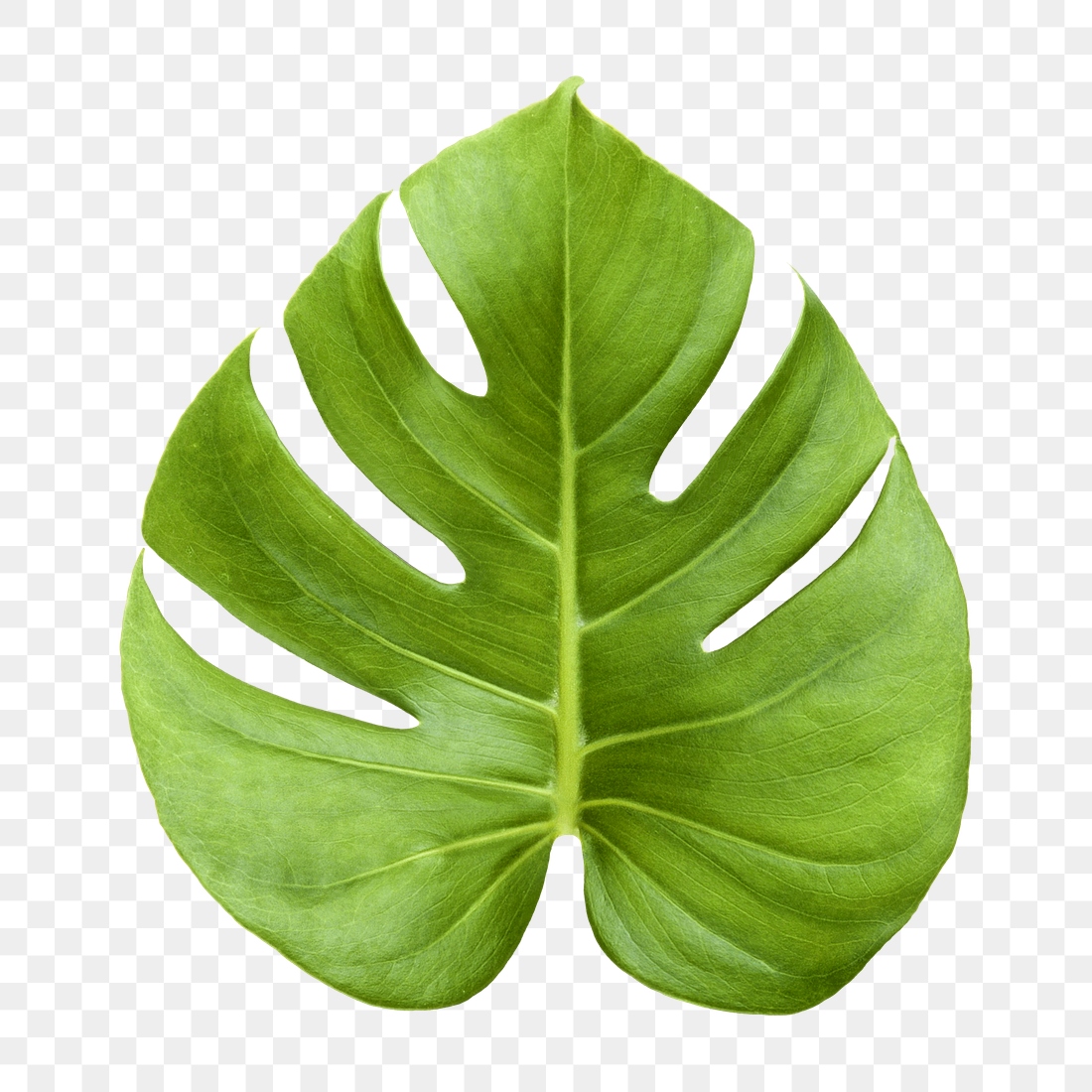 Monstera leaf png sticker, plant | Premium PNG - rawpixel