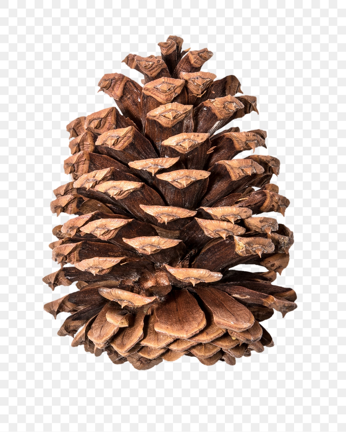 Pine cone png sticker, Christmas | Free PNG - rawpixel