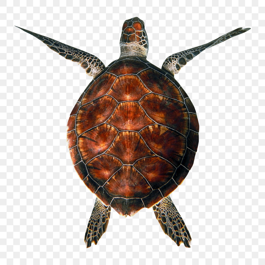 Sea turtle png sticker, transparent | Free PNG - rawpixel