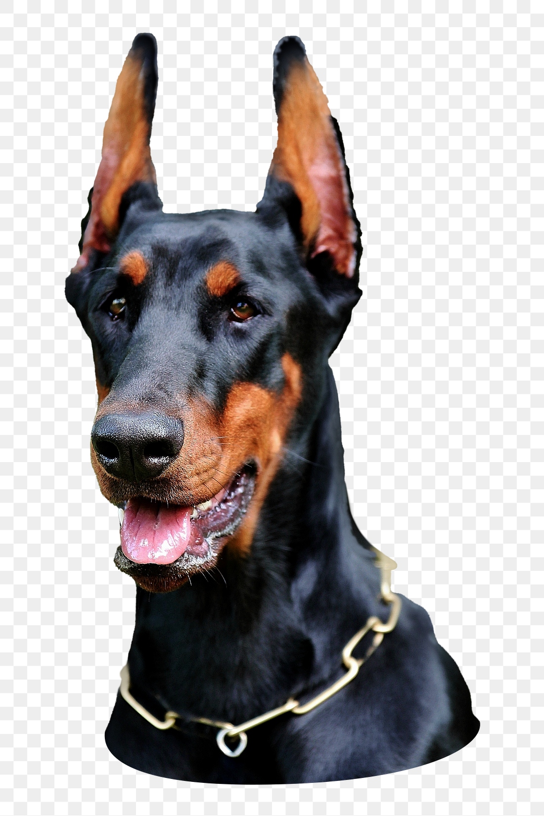 Doberman dog png sticker, transparent | Premium PNG - rawpixel