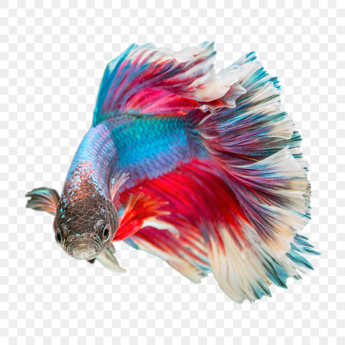 Betta fish png sticker, transparent | Free PNG - rawpixel