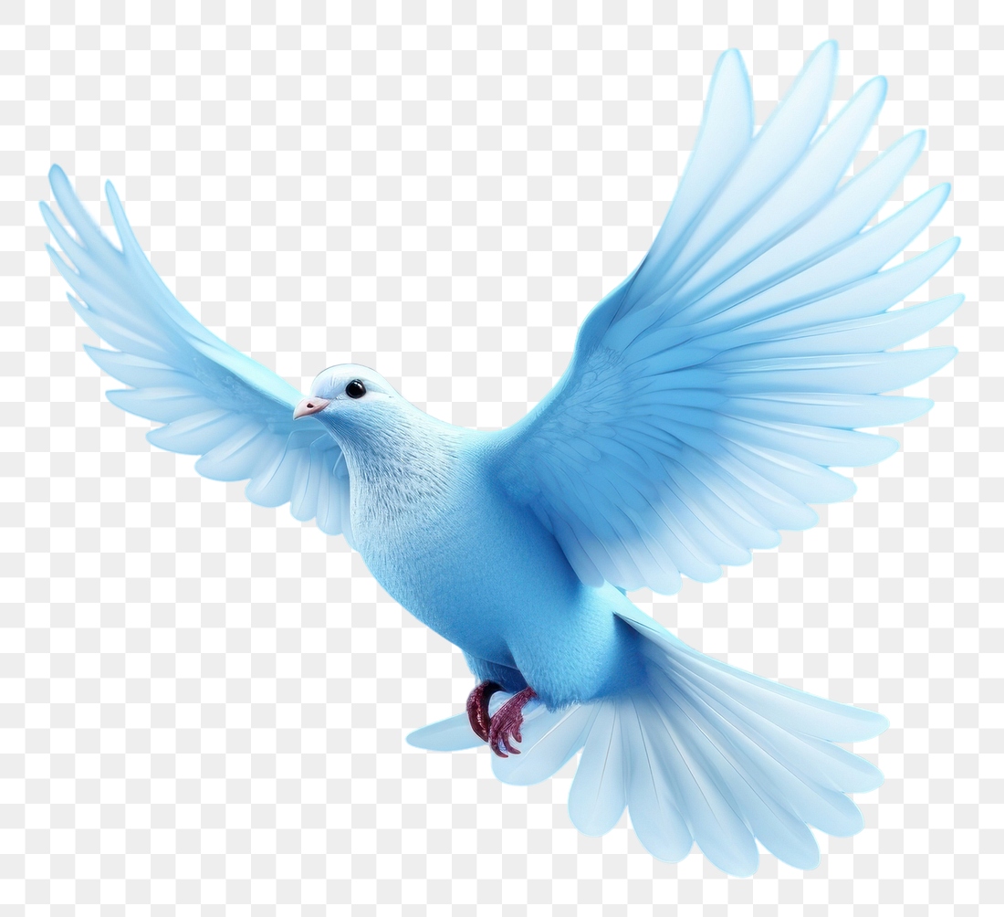 PNG Animal bird blue dove. | Premium PNG - rawpixel
