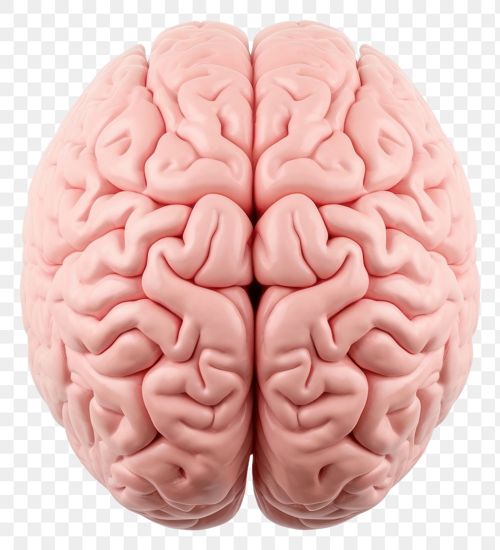 png-human-brain-white-background-premium-png-rawpixel