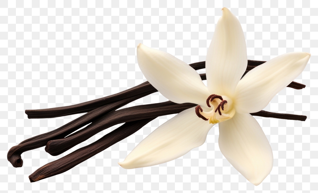 png-dried-vanilla-pod-flower-premium-png-rawpixel