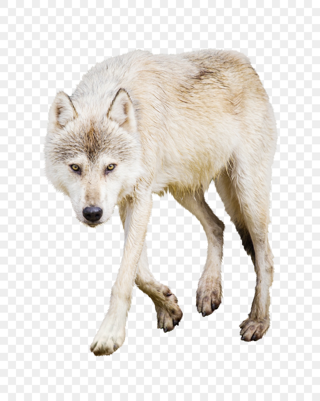 White wolf png sticker, transparent | Premium PNG - rawpixel