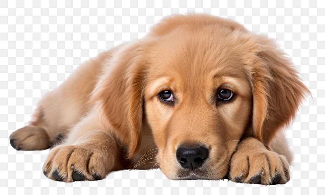 PNG Sad dog retriever mammal | Premium PNG - rawpixel
