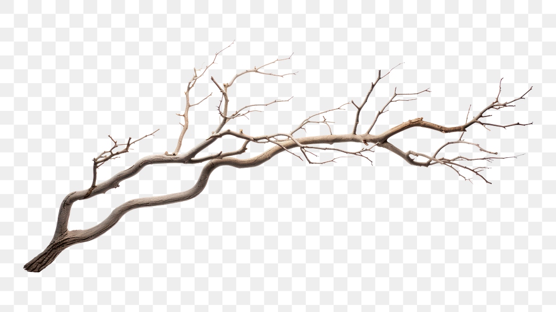 PNG Tree branch plant white | Premium PNG - rawpixel