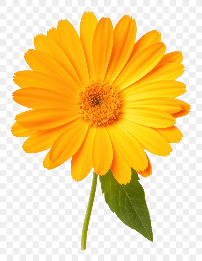 PNG Calendula flower calendula petal. | Premium PNG - rawpixel