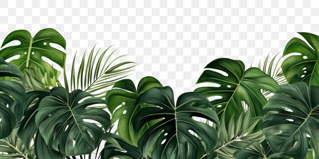 PNG Monstera plants backgrounds vegetation | Premium PNG - rawpixel