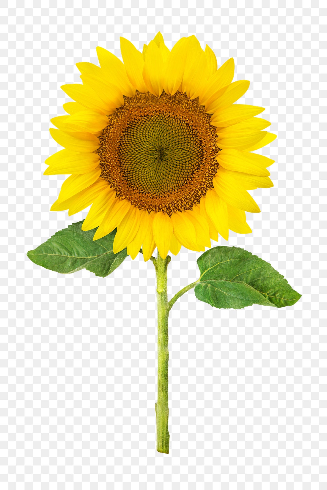 Sunflower png, flower sticker, transparent | Premium PNG - rawpixel