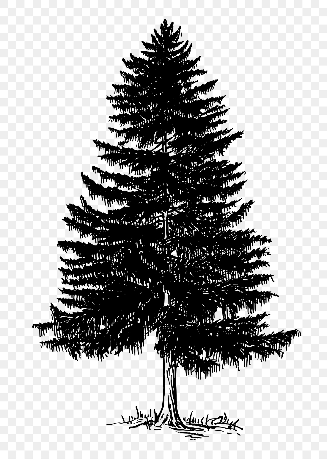 Christmas png pine tree clipart, | Free PNG - rawpixel