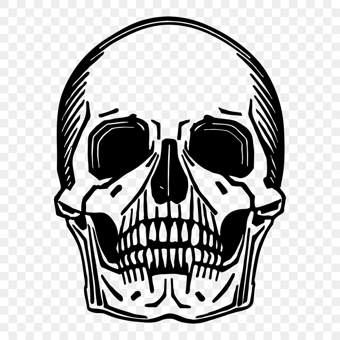 Skull png sticker, skeleton illustration, | Free PNG - rawpixel