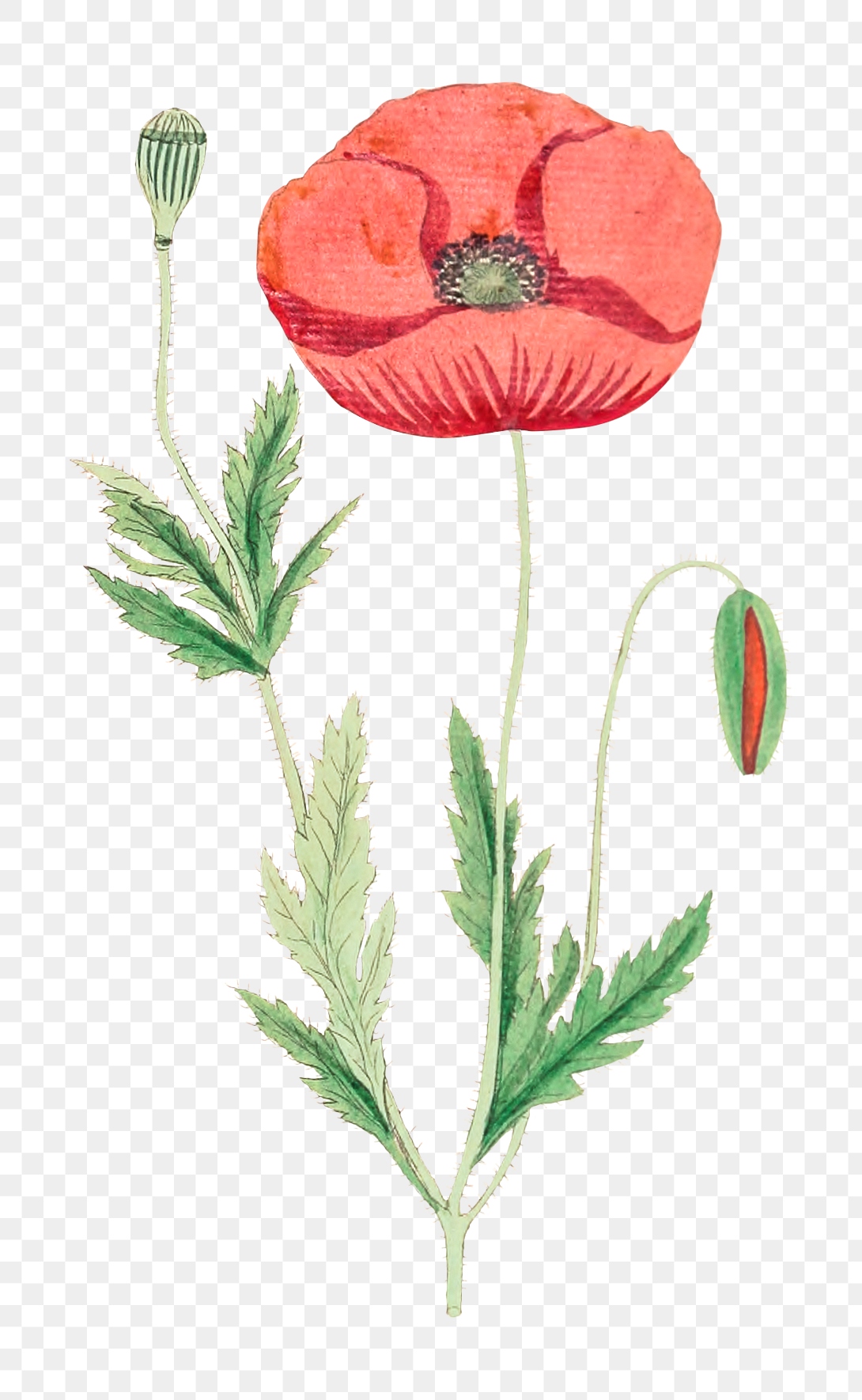 Hand drawn red poppy flower | Free PNG Sticker - rawpixel