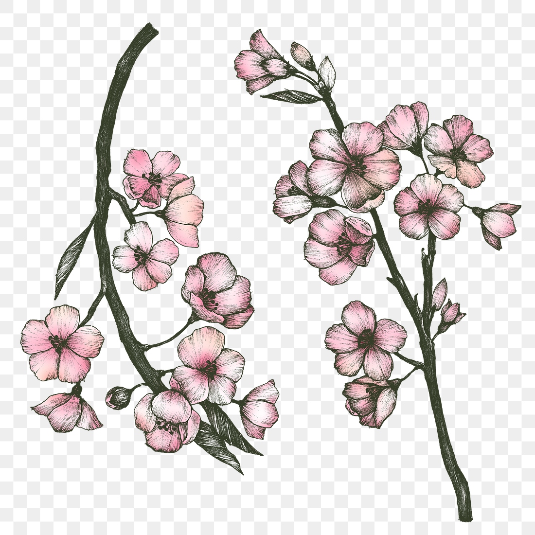 Colorful sakura flower png set | Premium PNG Sticker - rawpixel