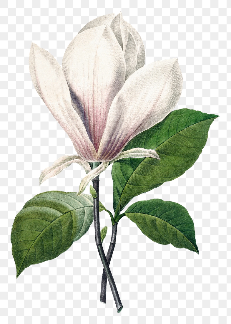Png botanical Magnolia Soulangeana flower | Premium PNG Sticker - rawpixel