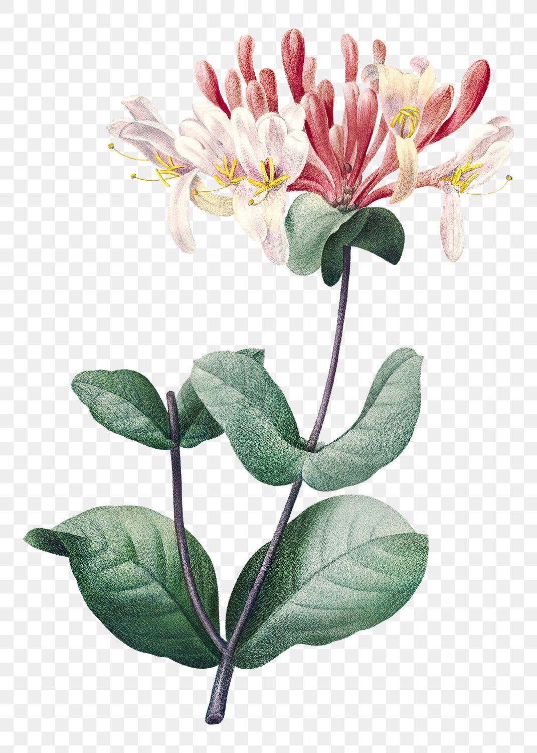 Honeysuckle png flower vintage botanical | Premium PNG Sticker - rawpixel