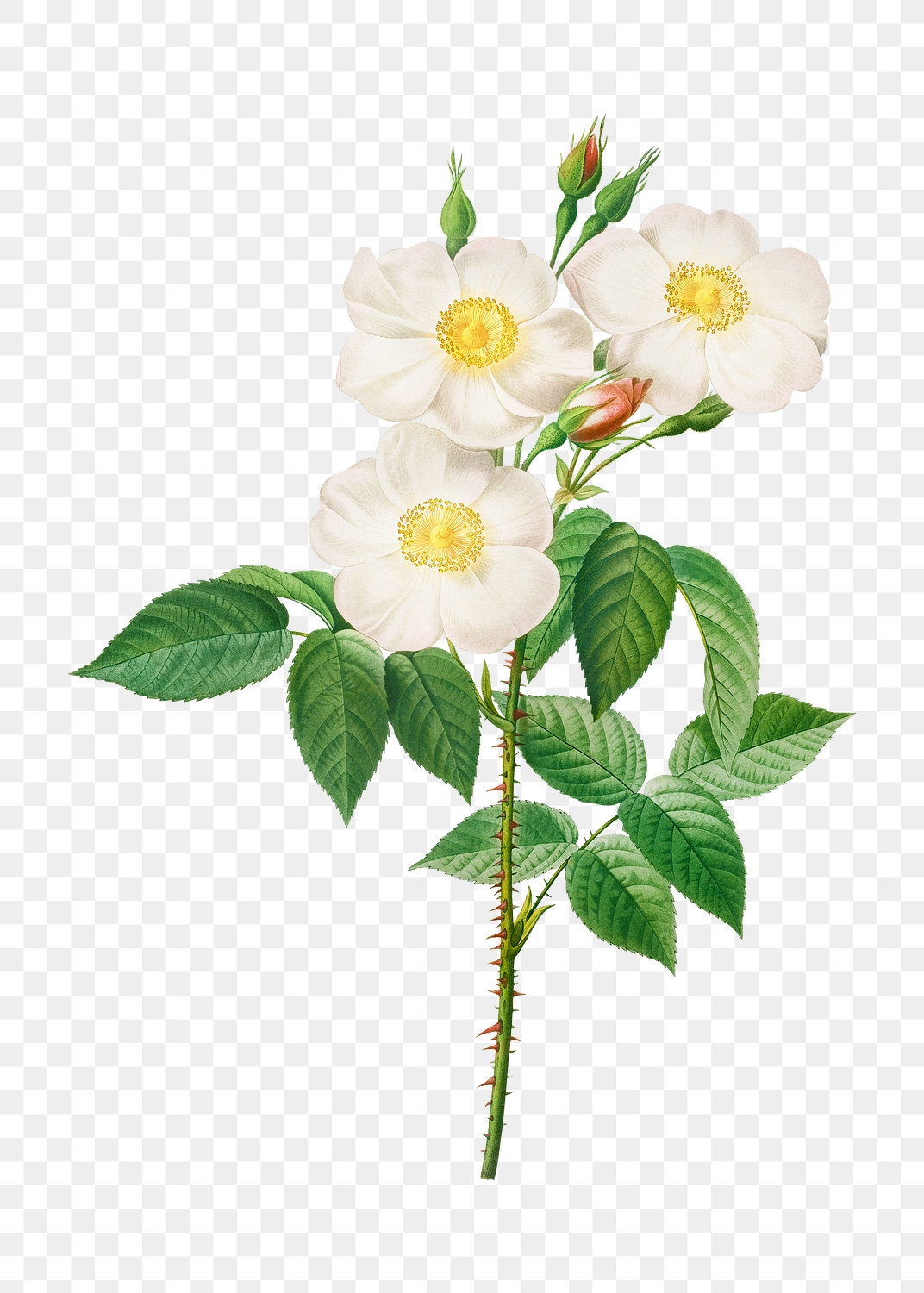 Rosa Damascena, subalba transparent png | Premium PNG Sticker - rawpixel