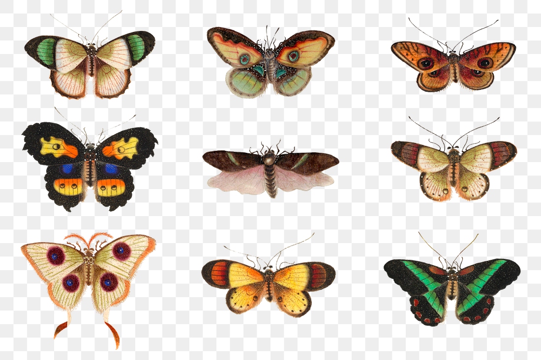 Moths and butterflies png vintage | Premium PNG - rawpixel