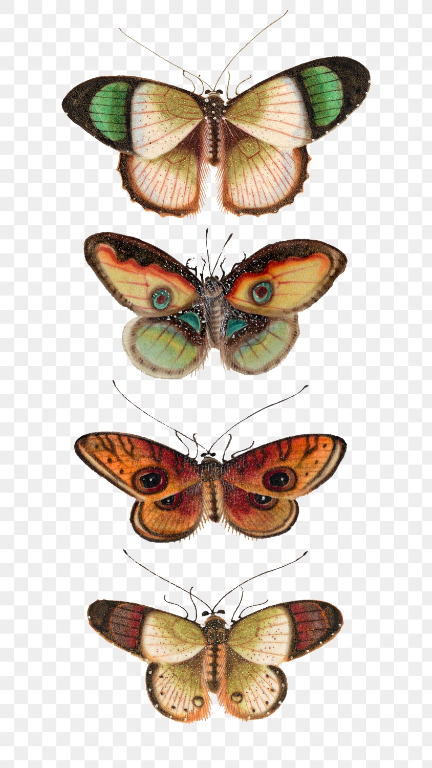 Butterflies and moth png vintage | Premium PNG - rawpixel