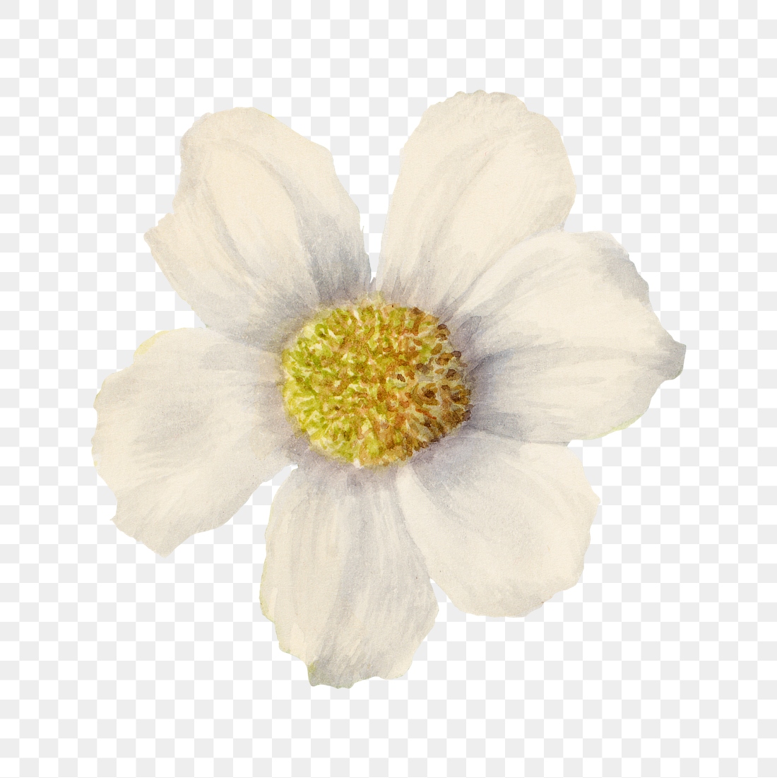 White Pacific dogwood png illustration | Premium PNG Sticker - rawpixel