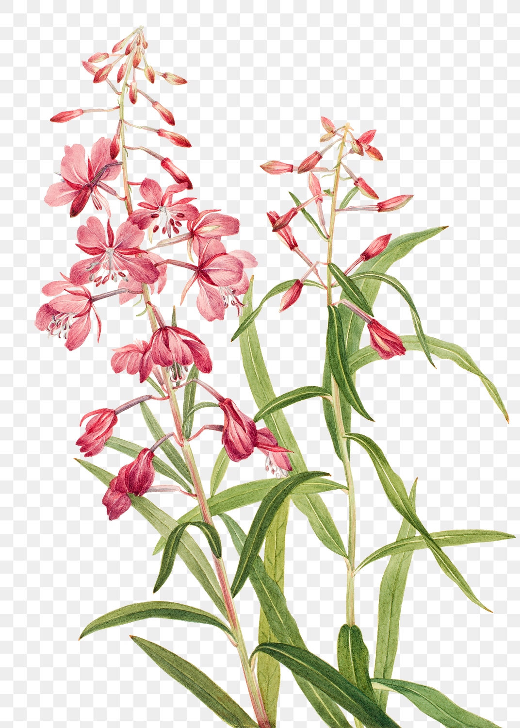 Fireweed flower png botanical illustration | Premium PNG Sticker - rawpixel