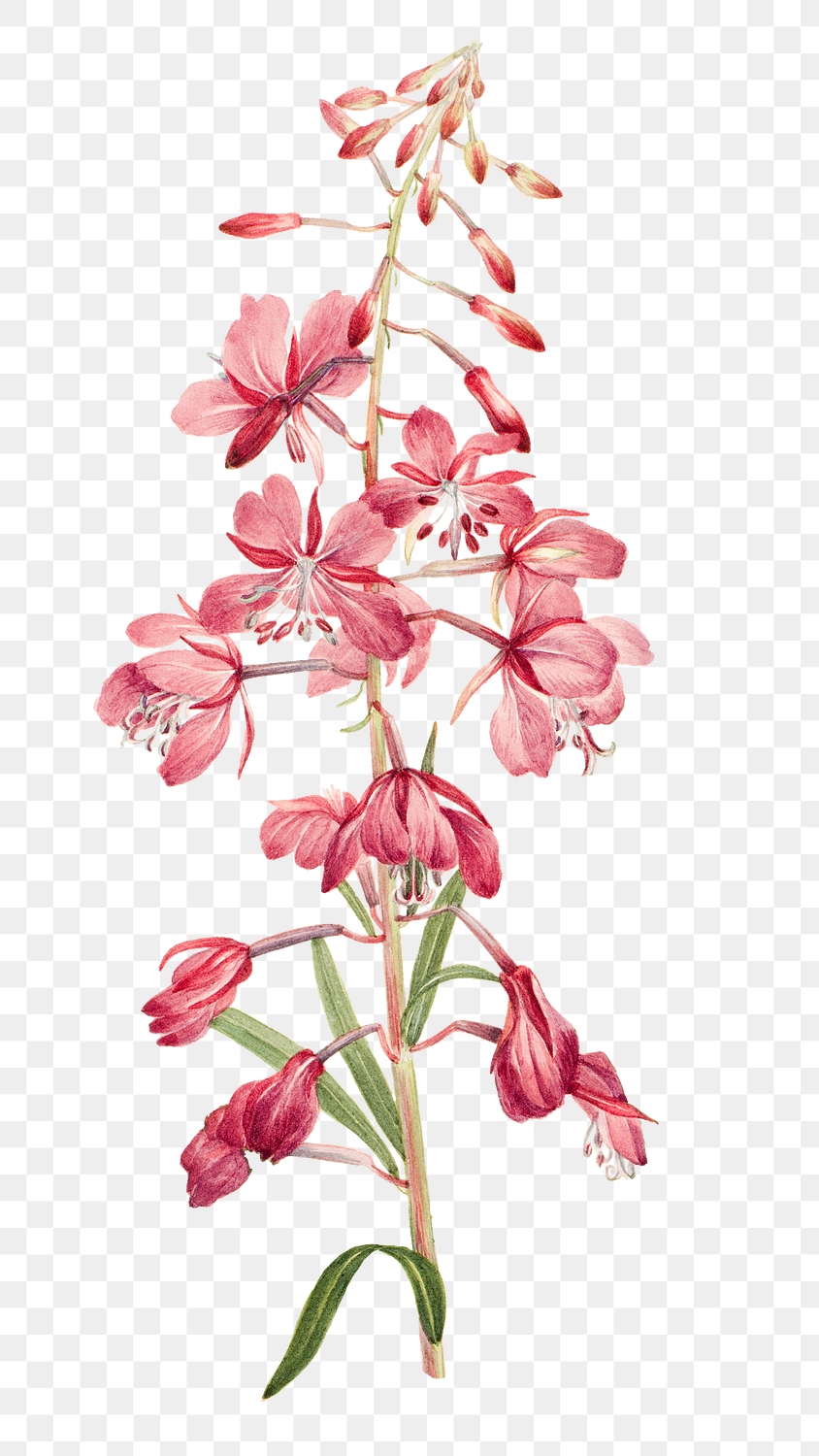 Pink fireweed flower png botanical | Premium PNG Sticker - rawpixel