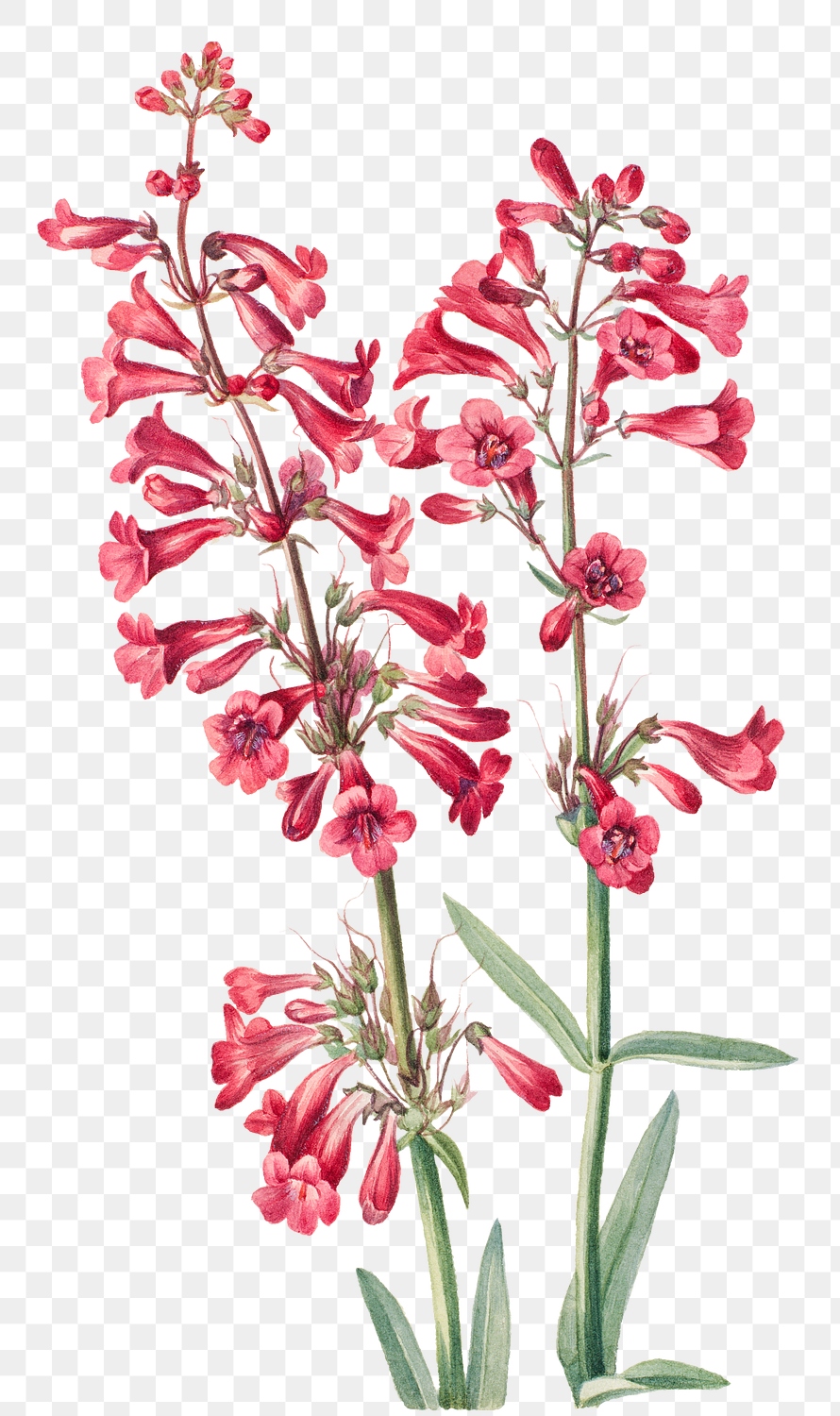 Parry's penstemon png botanical illustration | Premium PNG Sticker ...