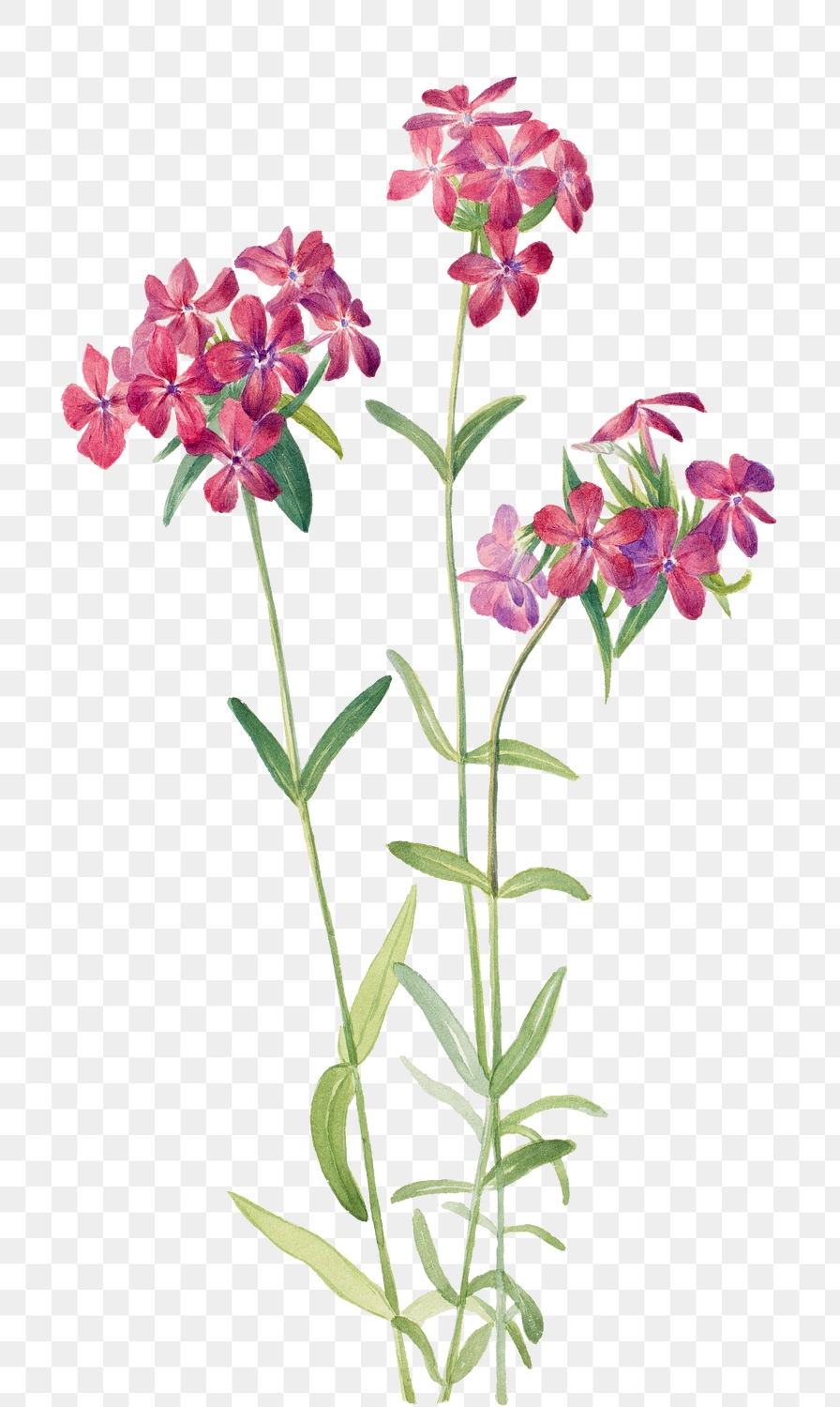 Vintage Hairy Phlox Blooming Illustration 