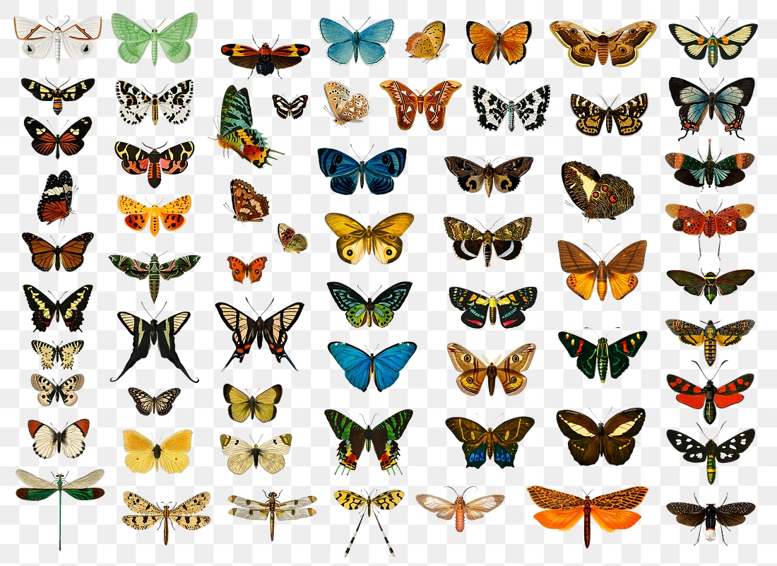 Vintage butterflies and moths png | Premium PNG - rawpixel