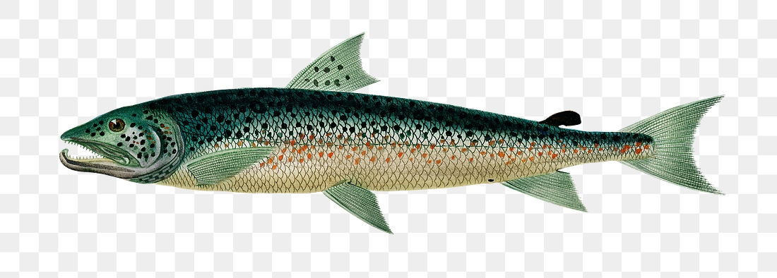 Vintage Atlantic salmon png fish, | Premium PNG Sticker - rawpixel