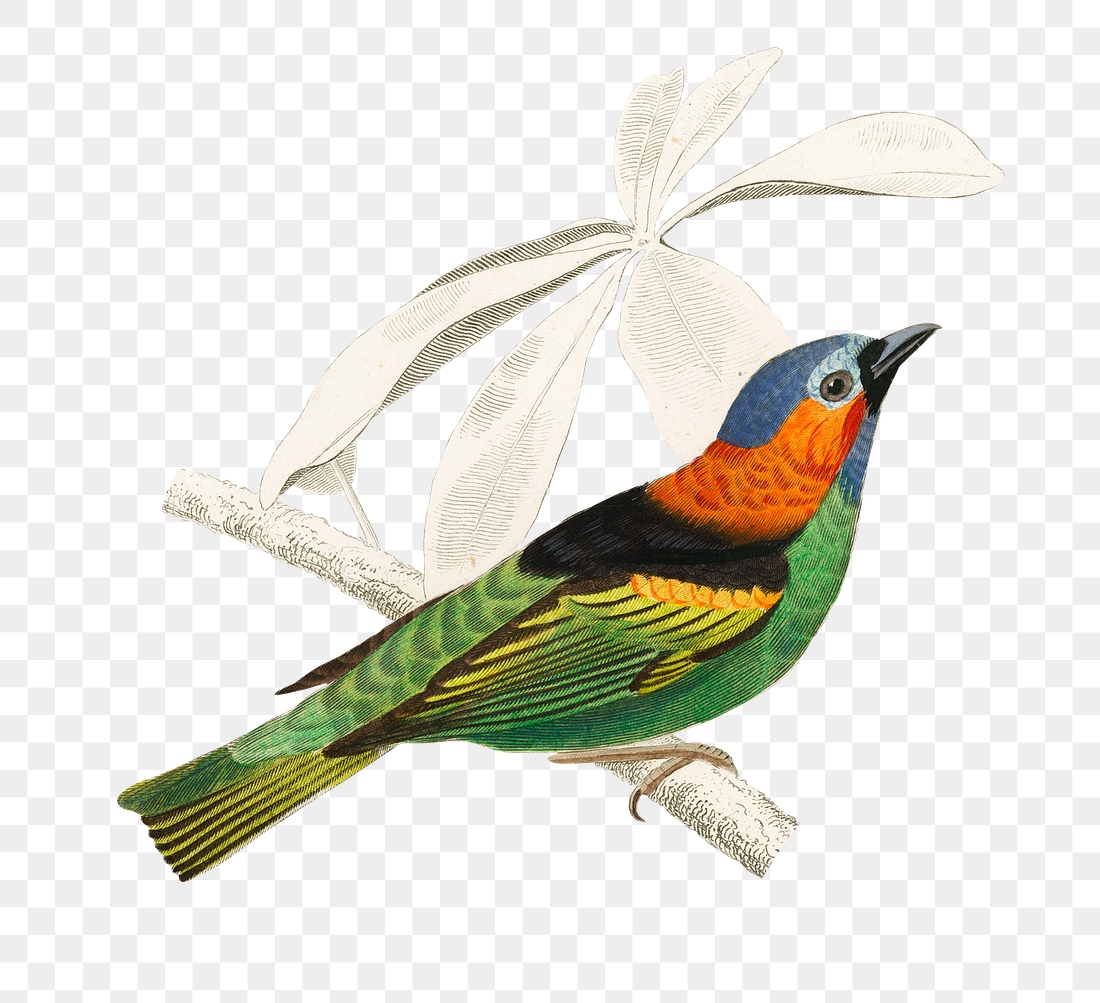 Vintage tanagra tatao bird png, | Premium PNG Sticker - rawpixel