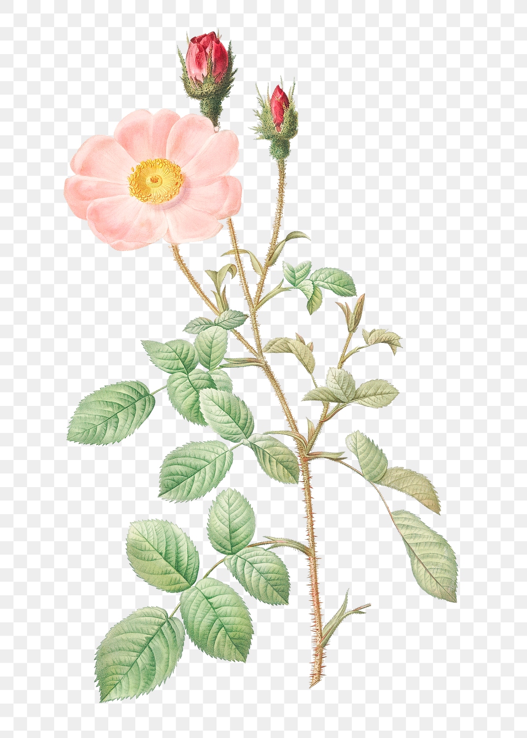 Vintage musk rose transparent png | Premium PNG Sticker - rawpixel