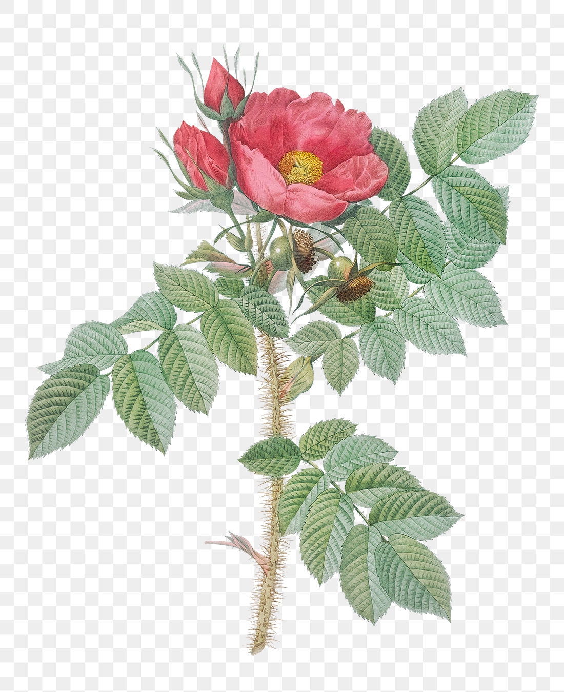 Vintage Kamtschatka rose transparent png | Premium PNG Sticker - rawpixel