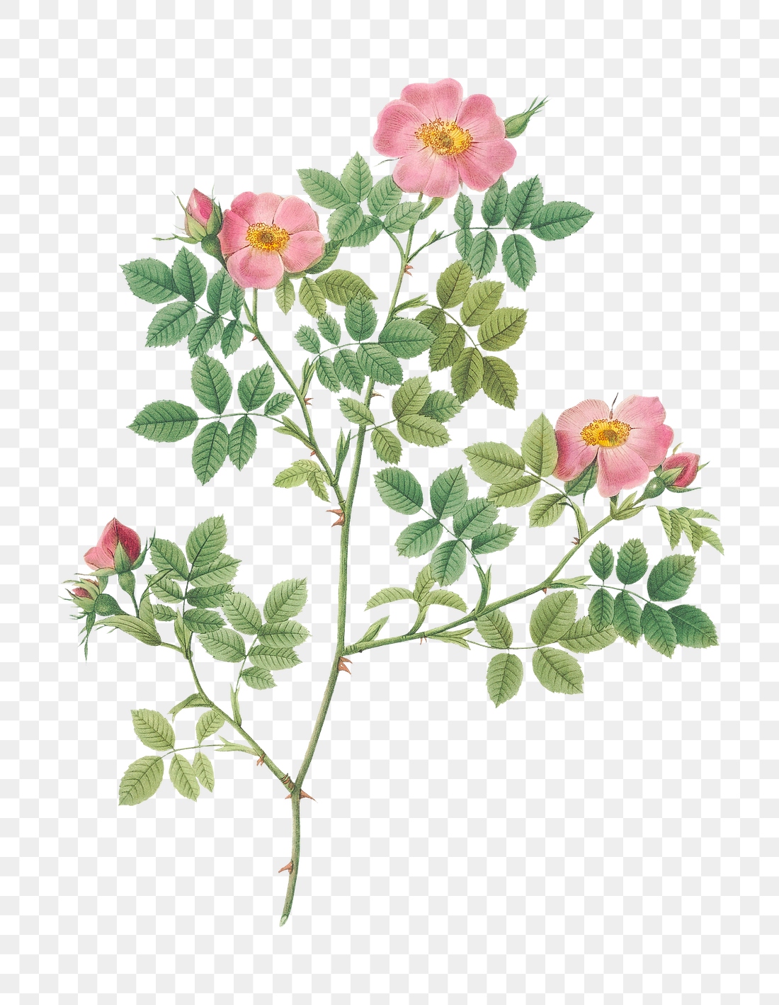 Vintage blooming corymb rose transparent | Premium PNG Sticker - rawpixel