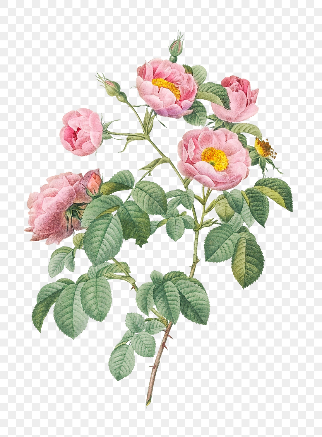 Rosebush soft leaves transparent png | Premium PNG Sticker - rawpixel