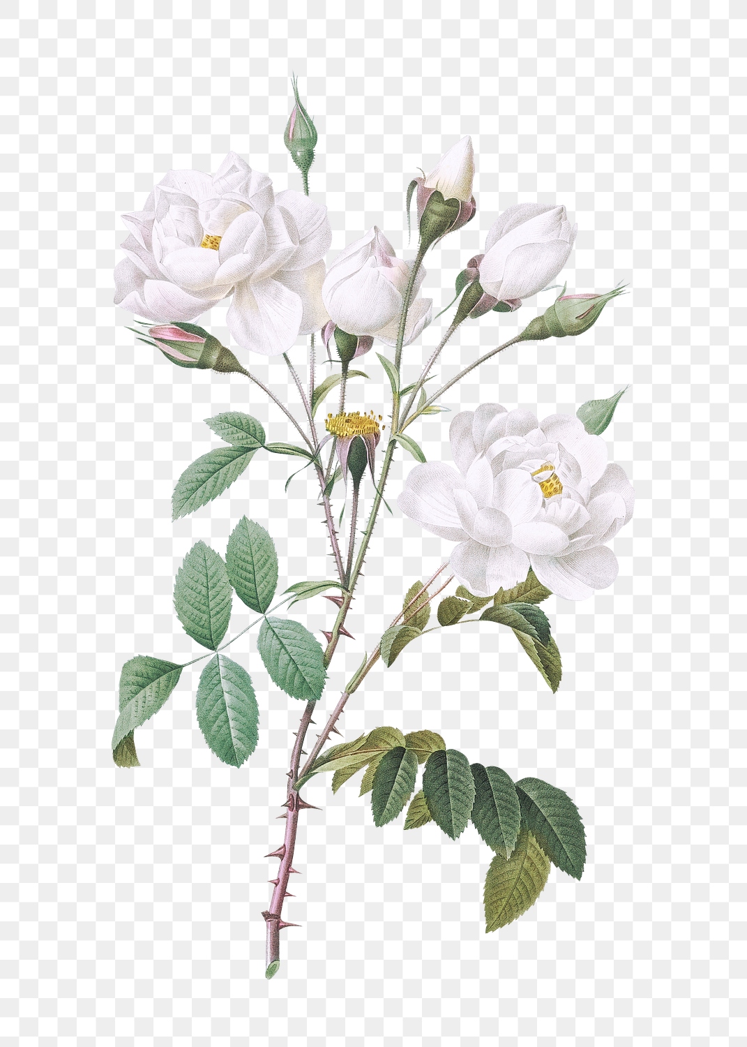 Vintage White Flowers Transparent Png 