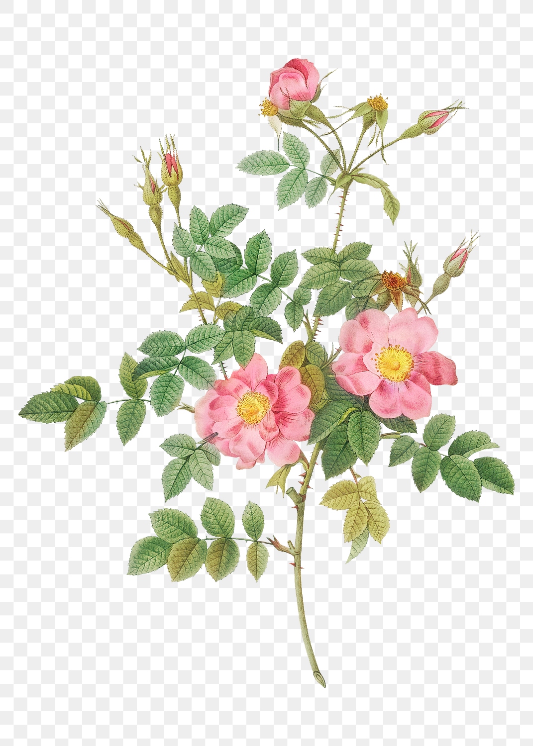 Semi-double sweet briar transparent png | Premium PNG Sticker - rawpixel