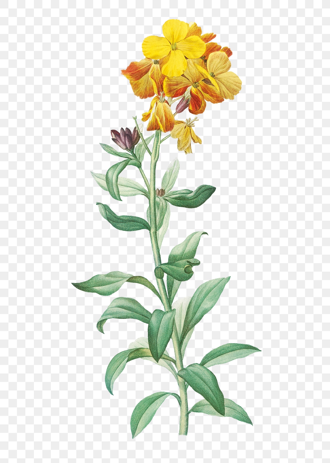 Vintage yellow wallflower transparent png | Premium PNG Sticker - rawpixel