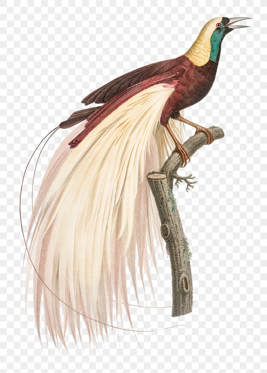 Emperor bird of paradise png | Premium PNG Sticker - rawpixel
