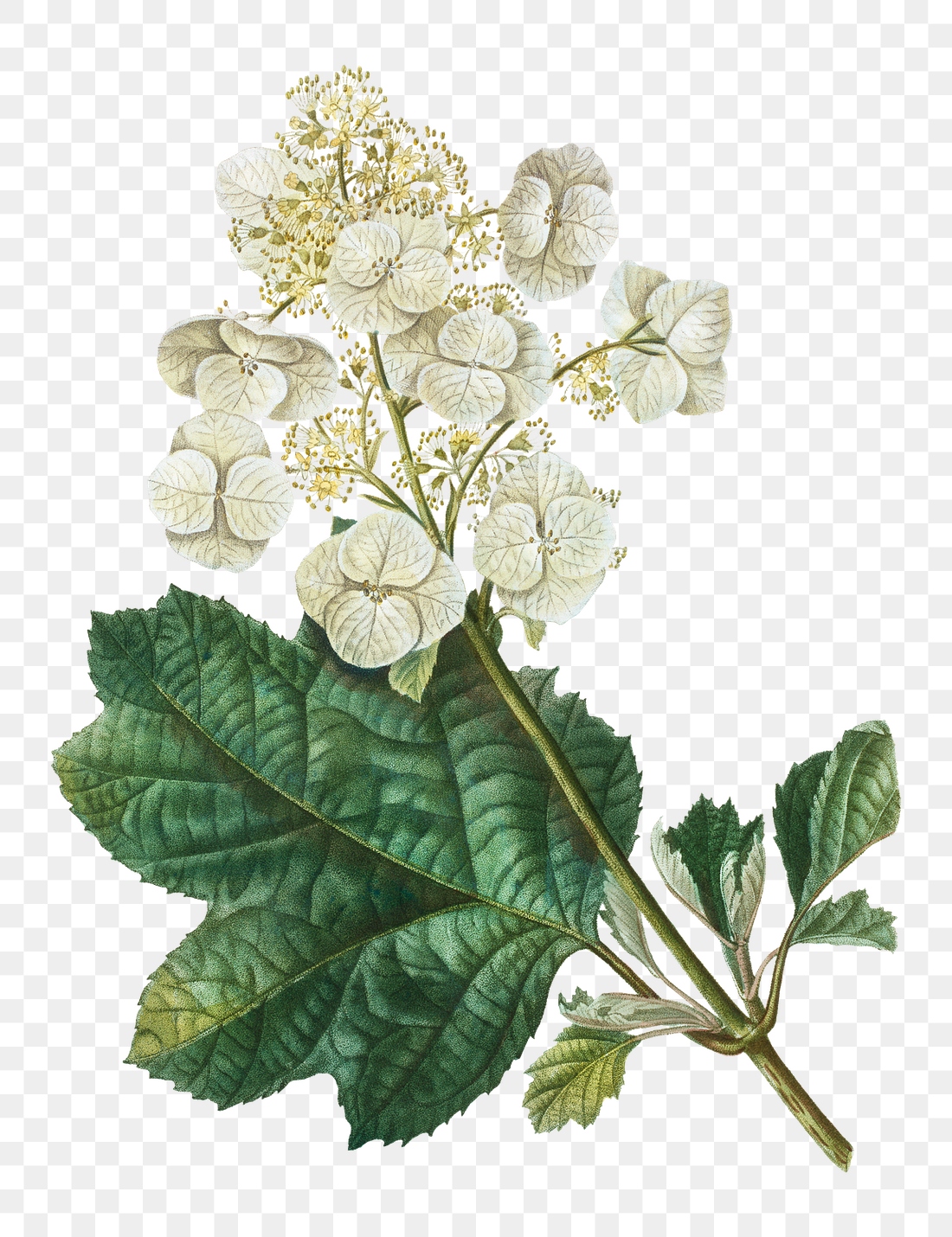 Oakleaf hydrangea plant transparent png | Premium PNG Sticker - rawpixel