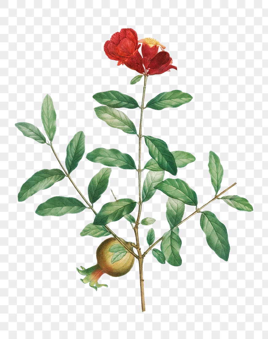 Pomegranate branch plant transparent png | Free PNG Sticker - rawpixel